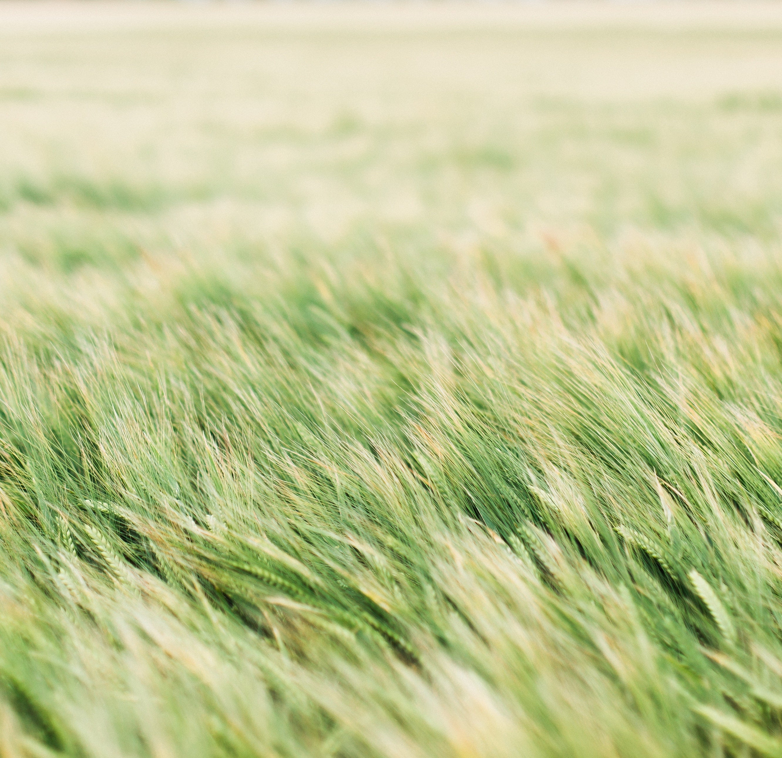 Cover Crop Seed