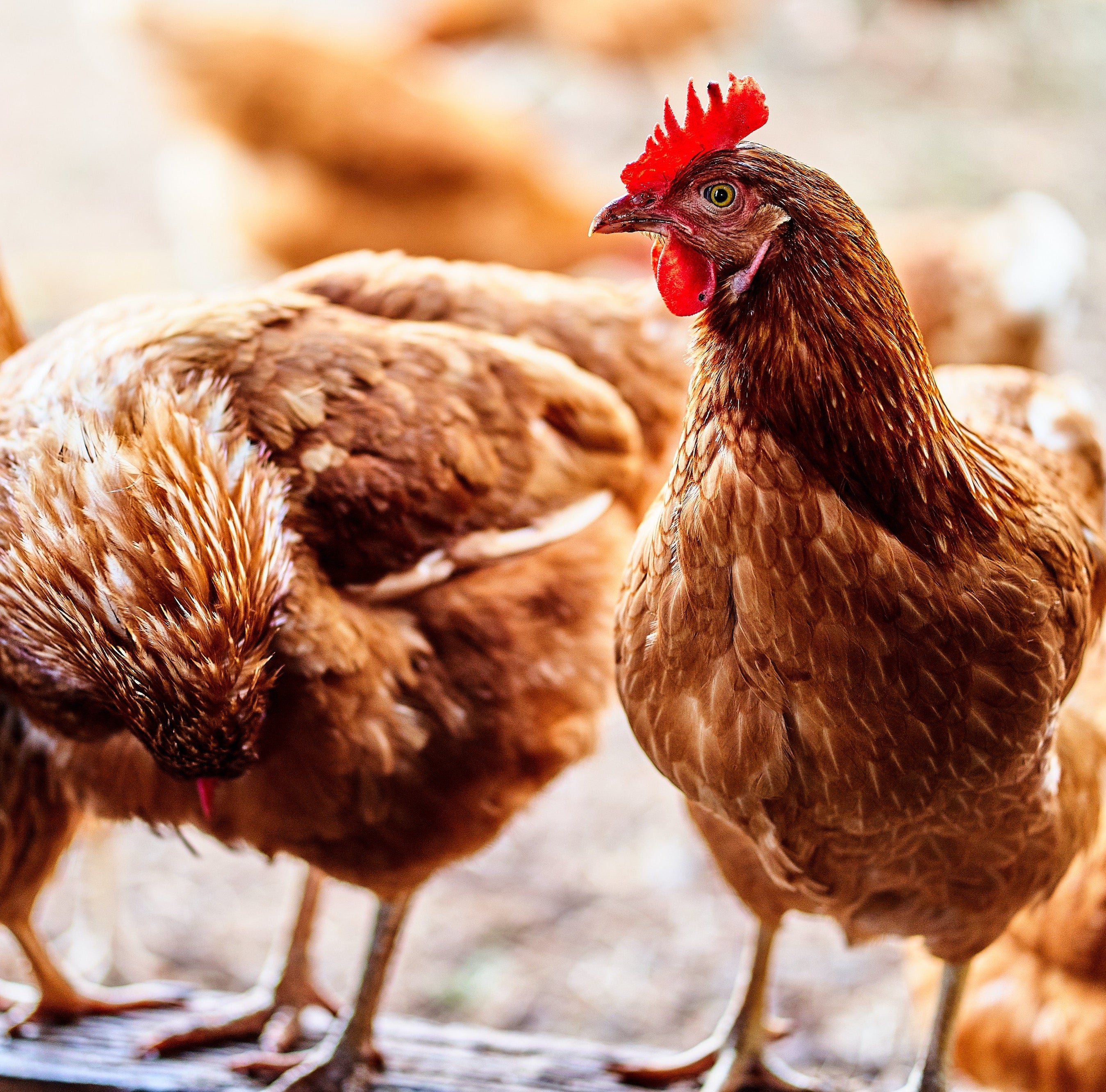 Healthy Red Chickens Fed on Stone House Grain Feed