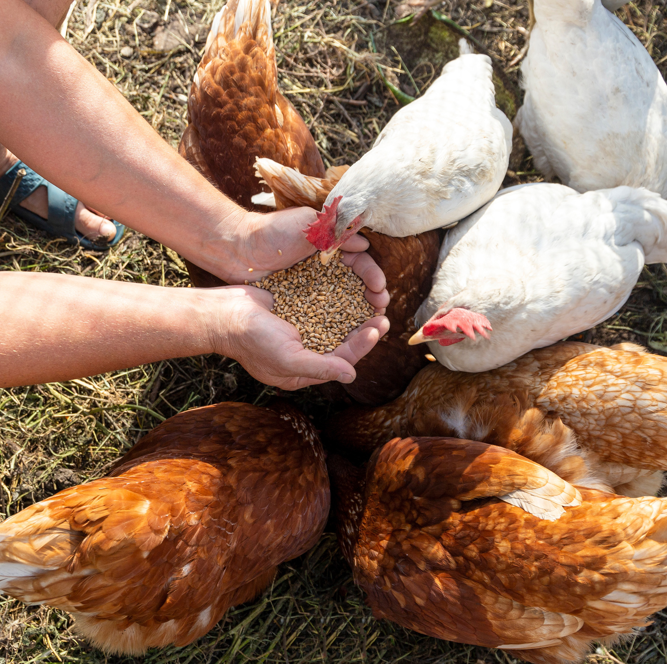 Most Popular Animal Feeds