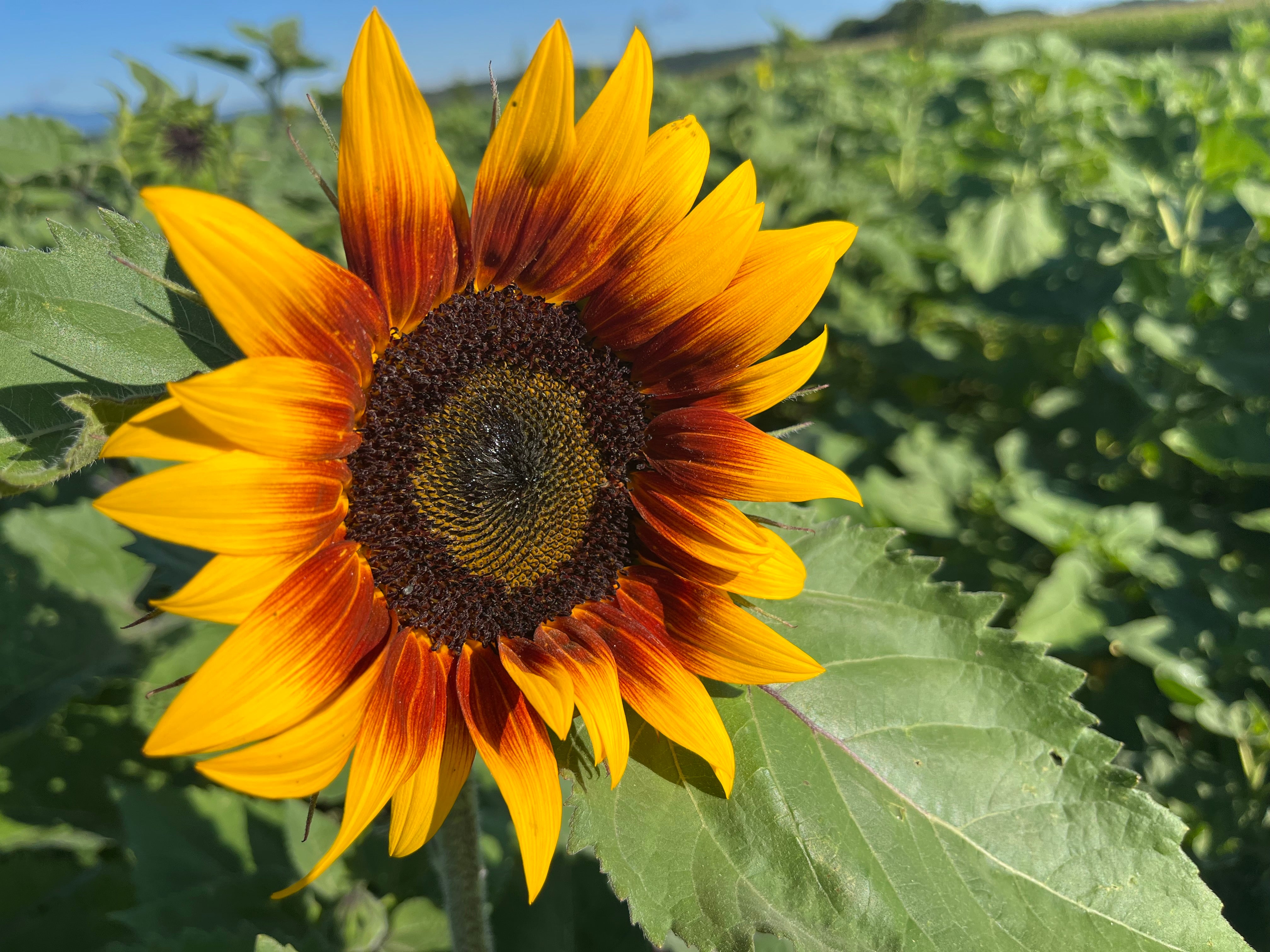 Organic Sunflower Seeds