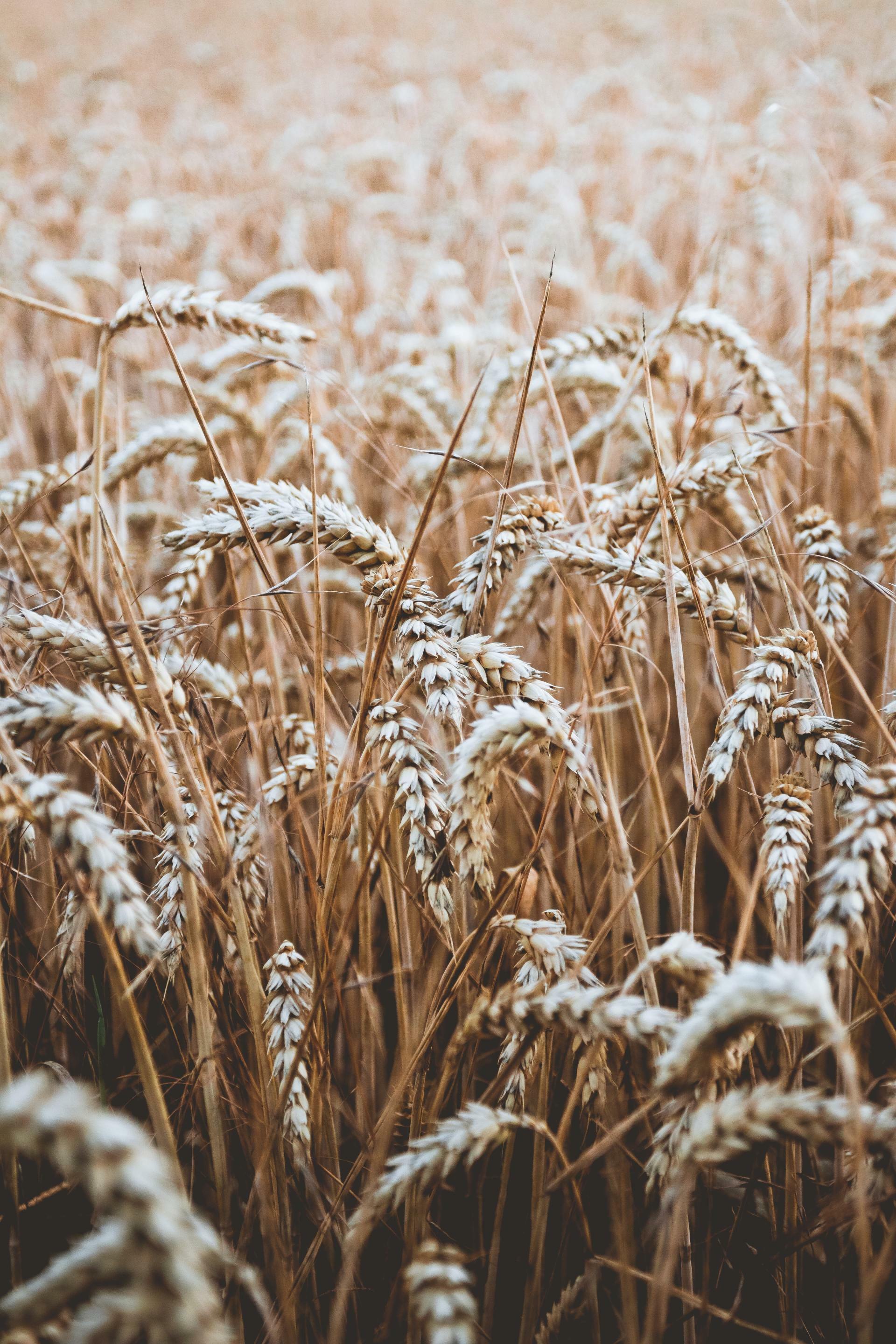 organic wheat seed for planting Organic Wheat