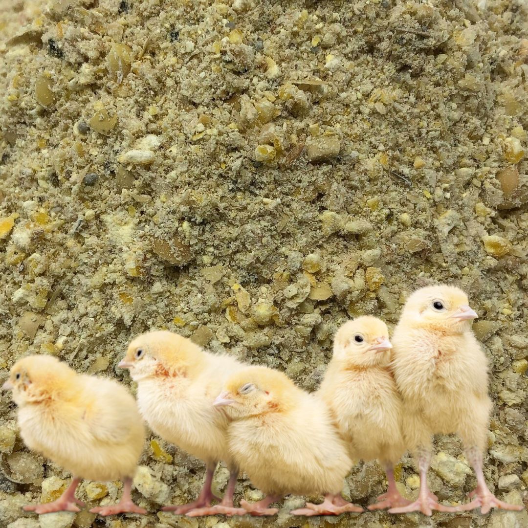 2025 Chick Starter Sale