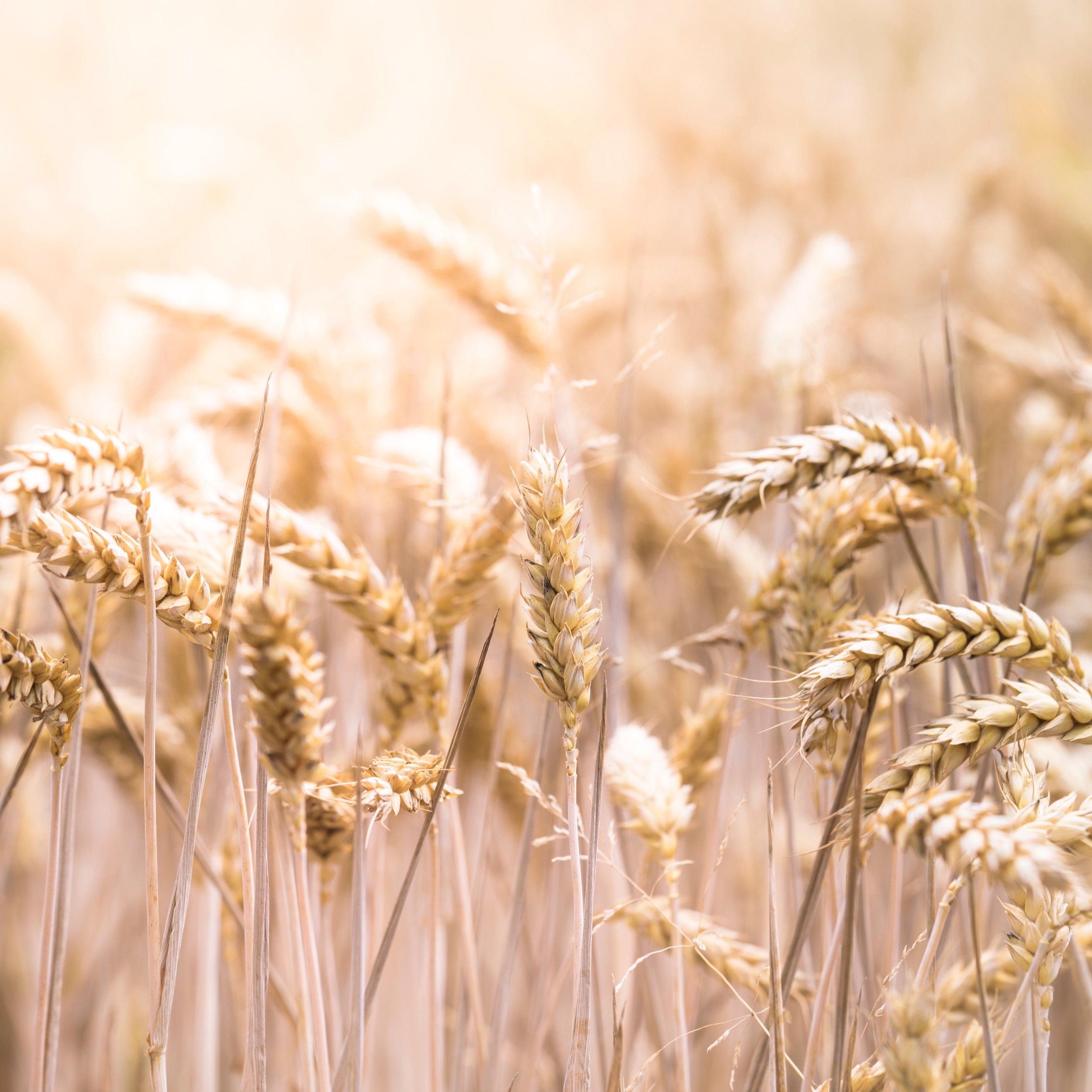 Whole Grains & Hay