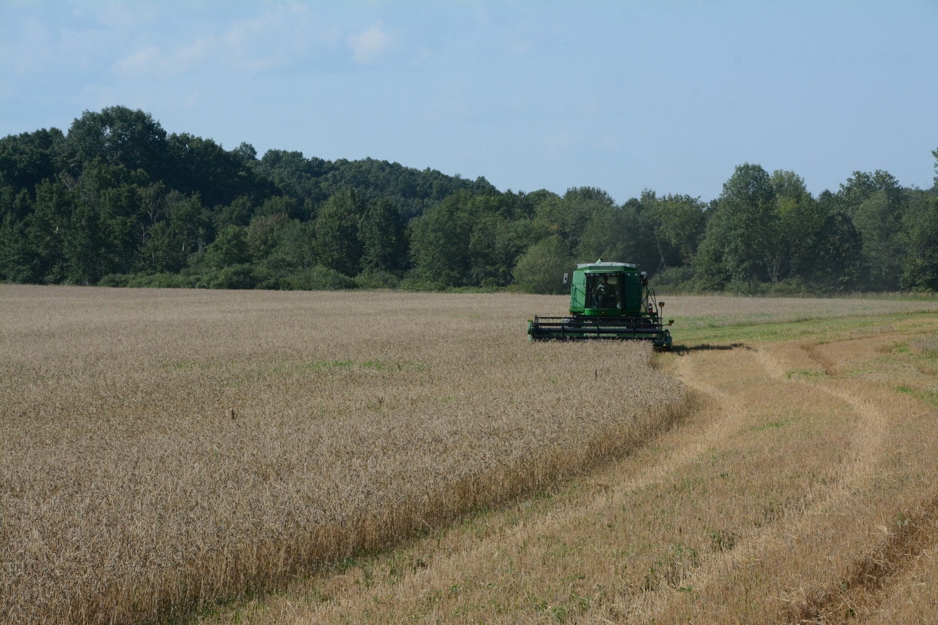 Organic Hay - Small Bales