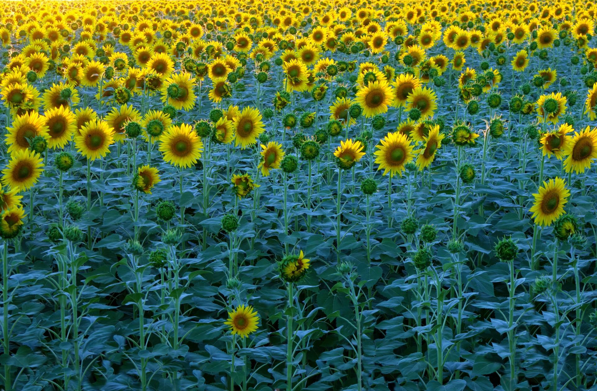 Organic Sunflower Seeds